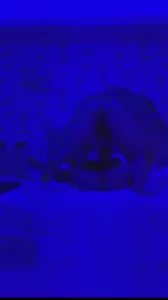 约操人妻，粘着逼水吃鸡巴。让她吃自己的淫水。